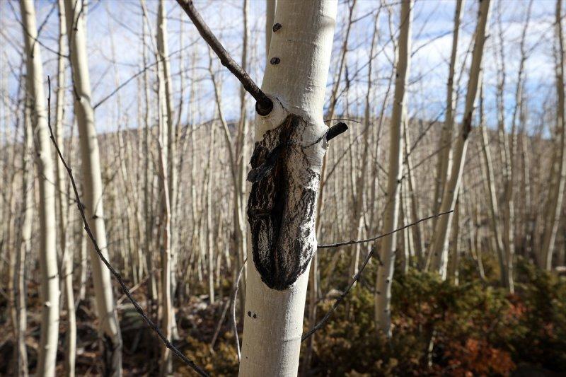 İnsanlık tarihine tanıklık eden dünyanın en yaşlı ağacı: Pando