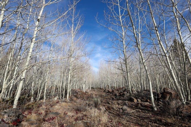İnsanlık tarihine tanıklık eden dünyanın en yaşlı ağacı: Pando
