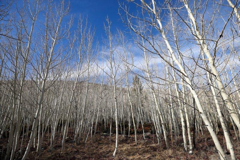 İnsanlık tarihine tanıklık eden dünyanın en yaşlı ağacı: Pando