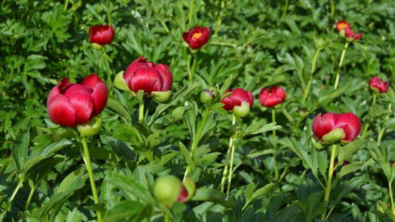 Koparılması yasak olan bitkiler