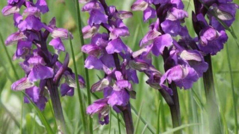 Koparılması yasak olan bitkiler