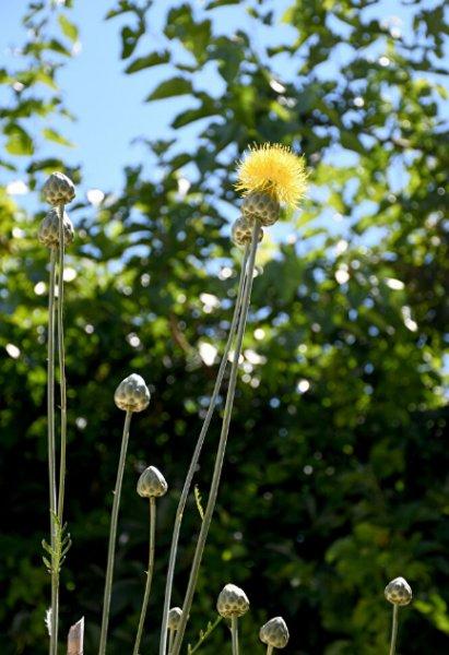 Koparılması yasak olan bitkiler