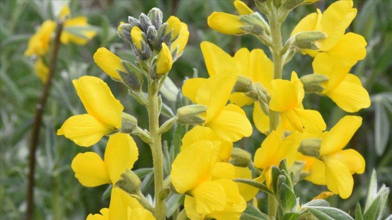 Koparılması yasak olan bitkiler