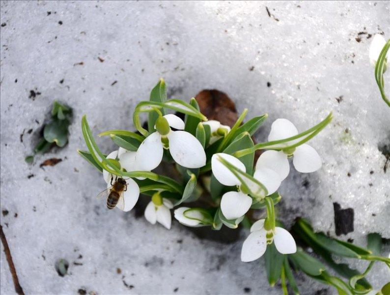 Koparılması yasak olan bitkiler