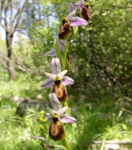 Koparılması yasak olan bitkiler
