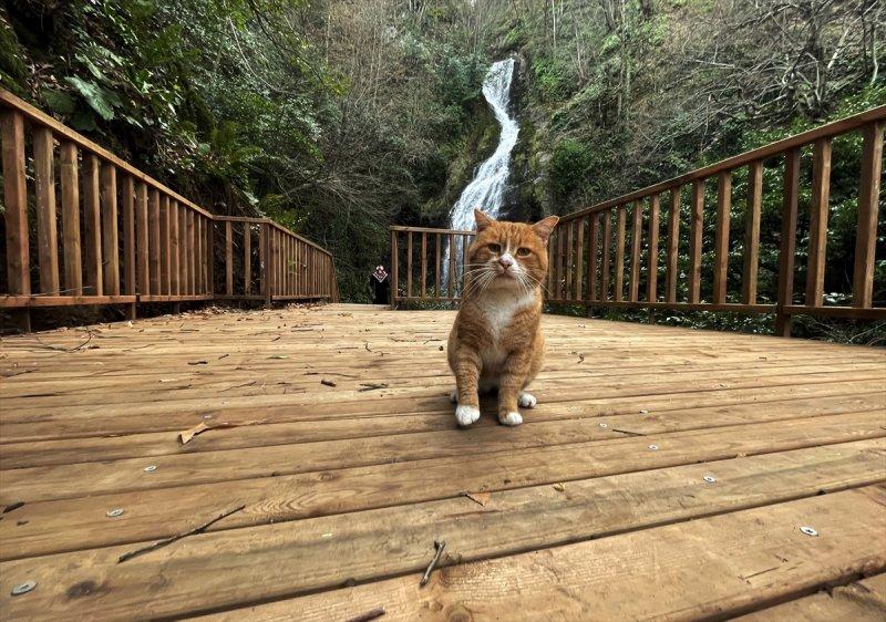 Düzce'de keşfedilen yeni şelale turizme kazandırıldı