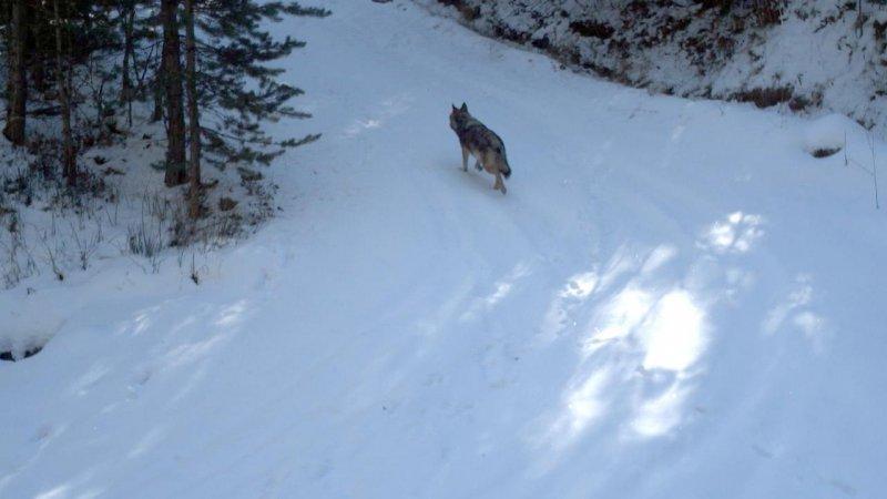 Sarıkamış kurdunun 1600 kilometrelik yolculuğu