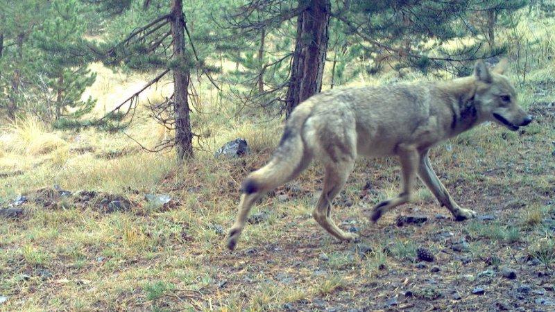 Sarıkamış kurdunun 1600 kilometrelik yolculuğu