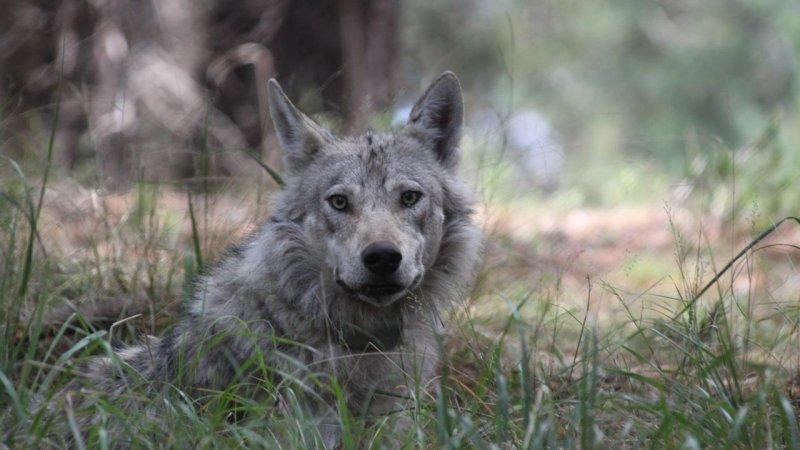 Sarıkamış kurdunun 1600 kilometrelik yolculuğu