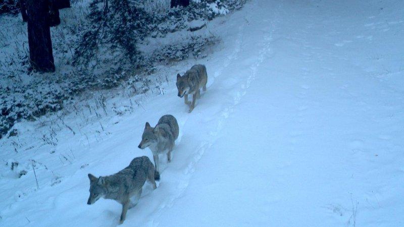 Sarıkamış kurdunun 1600 kilometrelik yolculuğu