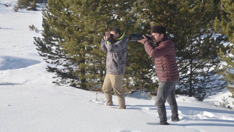 Sarıkamış kurdunun 1600 kilometrelik yolculuğu