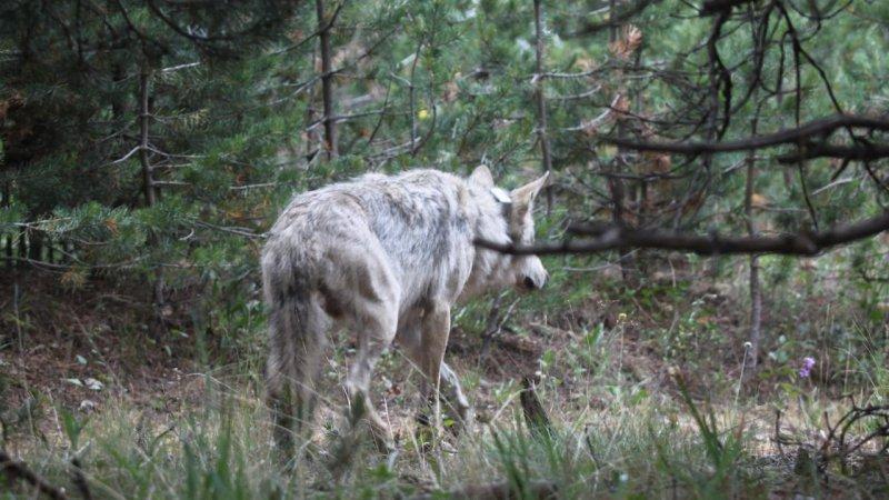 Sarıkamış kurdunun 1600 kilometrelik yolculuğu