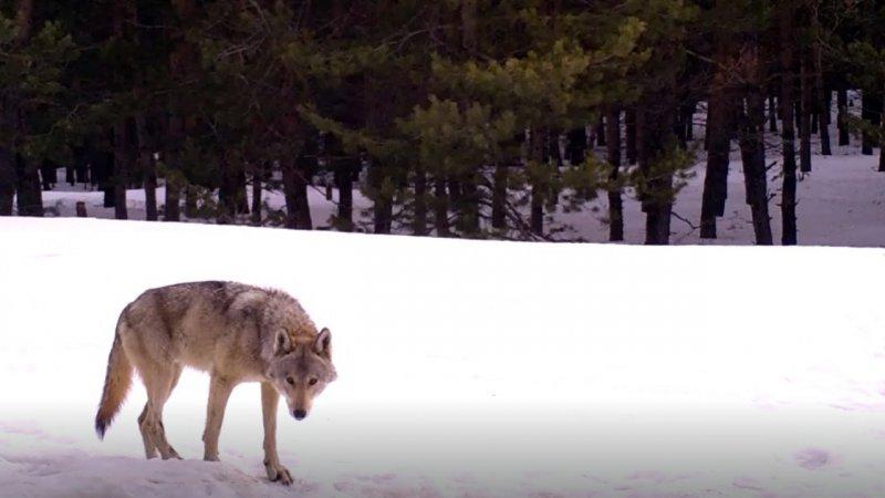 Sarıkamış kurdunun 1600 kilometrelik yolculuğu