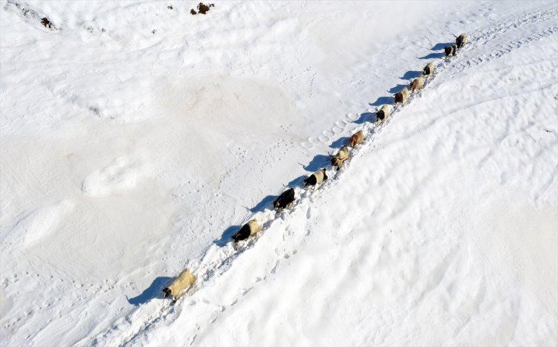Muş'ta besiciler, yayladaki sürülerini karlı dağları aşarak köylerine ulaştırdı