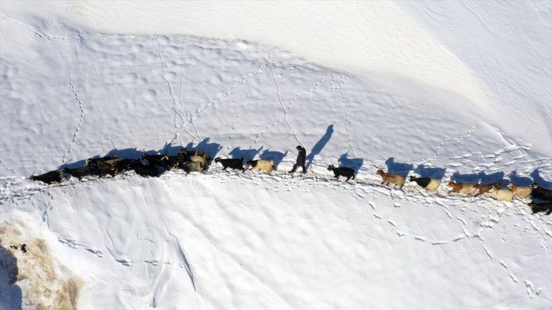 Muş'ta besiciler, yayladaki sürülerini karlı dağları aşarak köylerine ulaştırdı