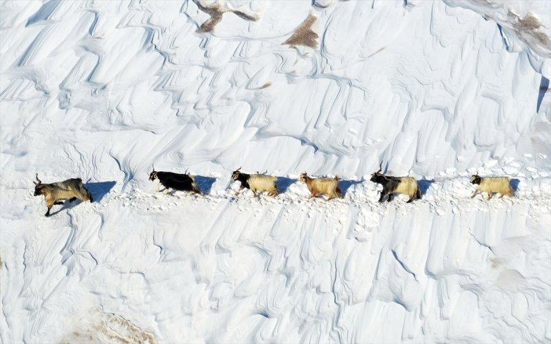 Muş'ta besiciler, yayladaki sürülerini karlı dağları aşarak köylerine ulaştırdı