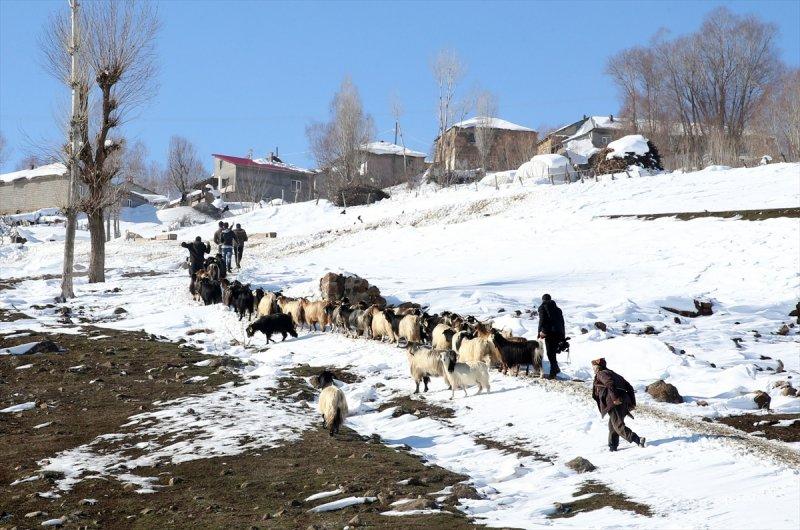 Muş'ta besiciler, yayladaki sürülerini karlı dağları aşarak köylerine ulaştırdı