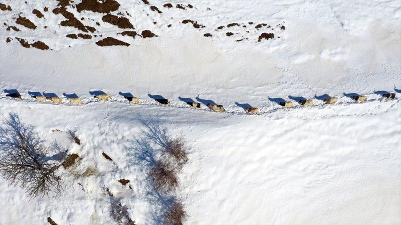 Muş'ta besiciler, yayladaki sürülerini karlı dağları aşarak köylerine ulaştırdı