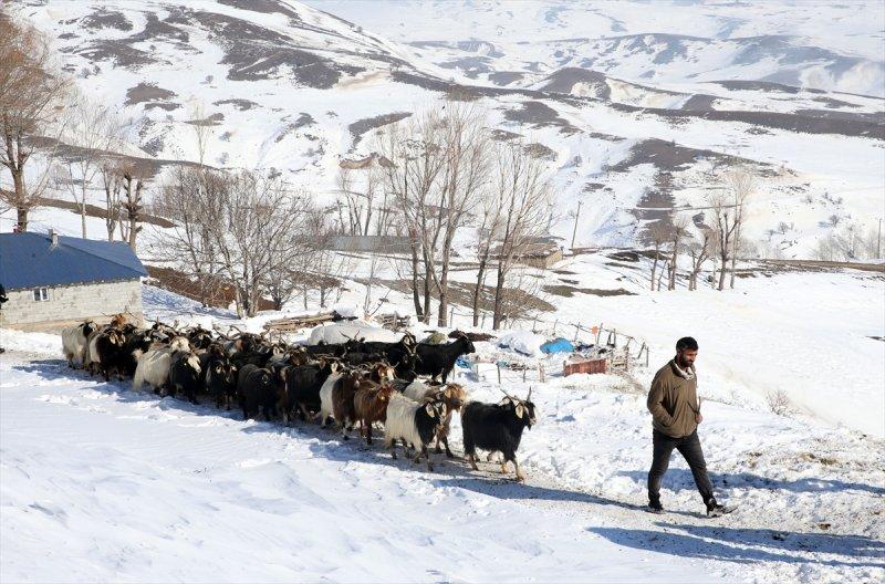 Muş'ta besiciler, yayladaki sürülerini karlı dağları aşarak köylerine ulaştırdı