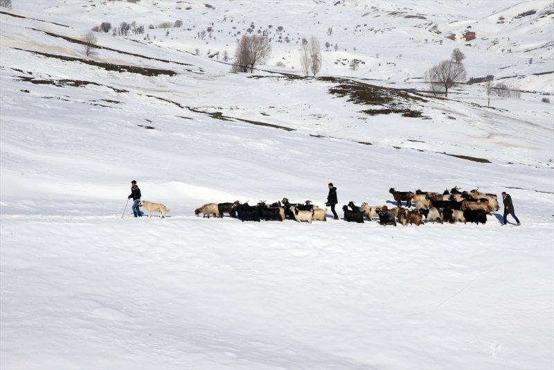 Muş'ta besiciler, yayladaki sürülerini karlı dağları aşarak köylerine ulaştırdı
