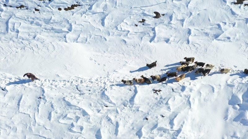 Muş'ta besiciler, yayladaki sürülerini karlı dağları aşarak köylerine ulaştırdı