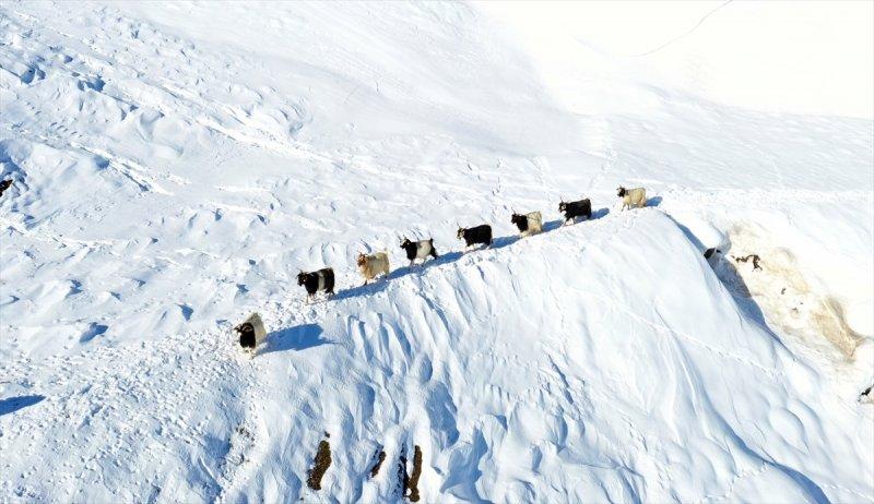 Muş'ta besiciler, yayladaki sürülerini karlı dağları aşarak köylerine ulaştırdı