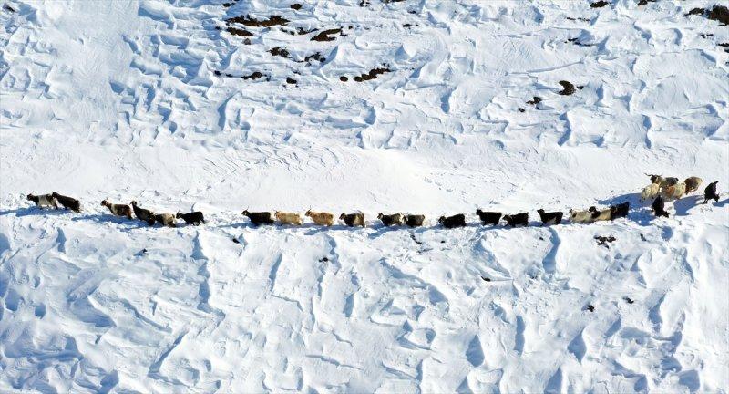 Muş'ta besiciler, yayladaki sürülerini karlı dağları aşarak köylerine ulaştırdı