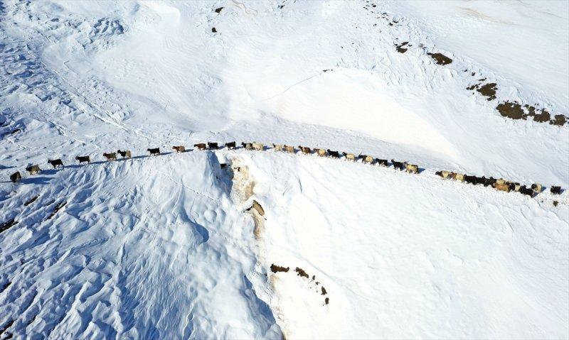 Muş'ta besiciler, yayladaki sürülerini karlı dağları aşarak köylerine ulaştırdı