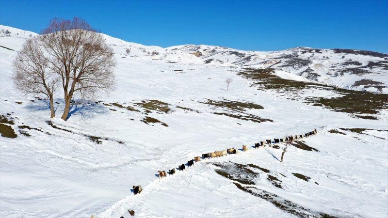Muş'ta besiciler, yayladaki sürülerini karlı dağları aşarak köylerine ulaştırdı