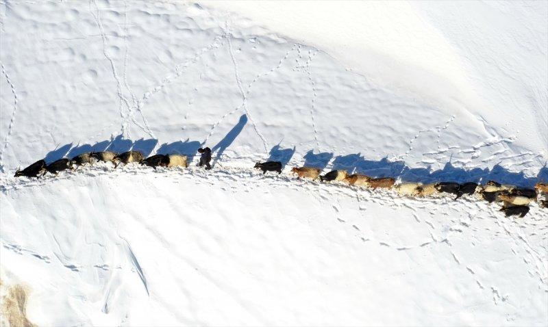 Muş'ta besiciler, yayladaki sürülerini karlı dağları aşarak köylerine ulaştırdı