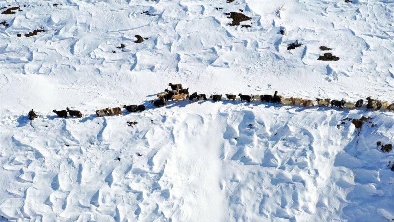 Muş'ta besiciler, yayladaki sürülerini karlı dağları aşarak köylerine ulaştırdı