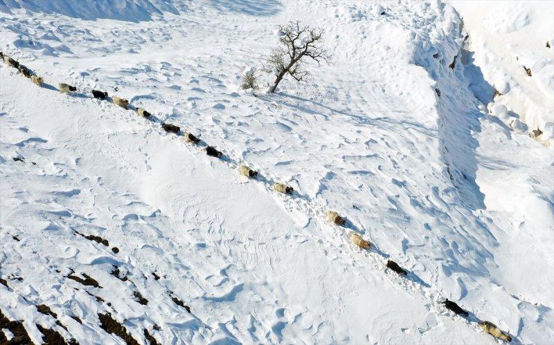 Muş'ta besiciler, yayladaki sürülerini karlı dağları aşarak köylerine ulaştırdı
