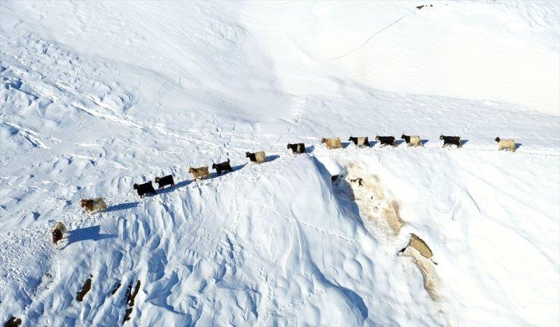 Muş'ta besiciler, yayladaki sürülerini karlı dağları aşarak köylerine ulaştırdı