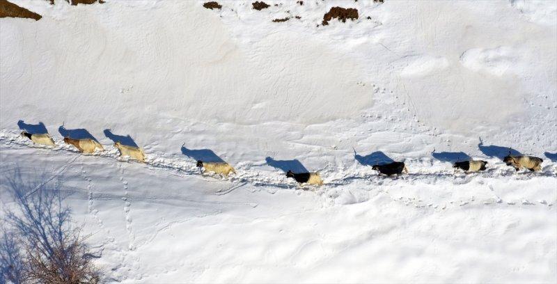 Muş'ta besiciler, yayladaki sürülerini karlı dağları aşarak köylerine ulaştırdı