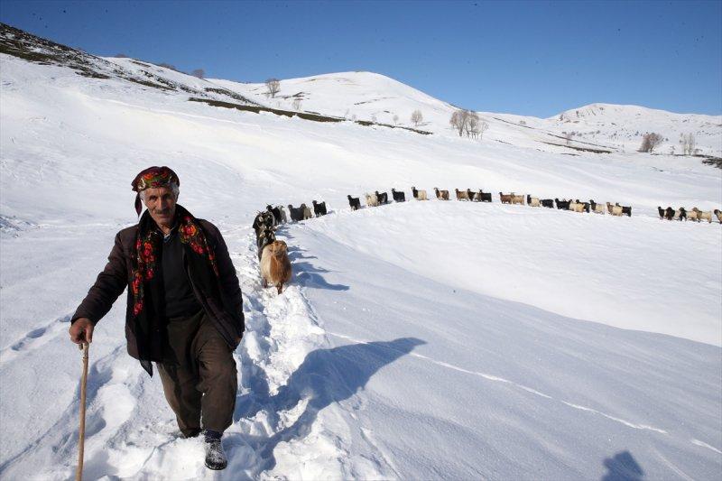 Muş'ta besiciler, yayladaki sürülerini karlı dağları aşarak köylerine ulaştırdı