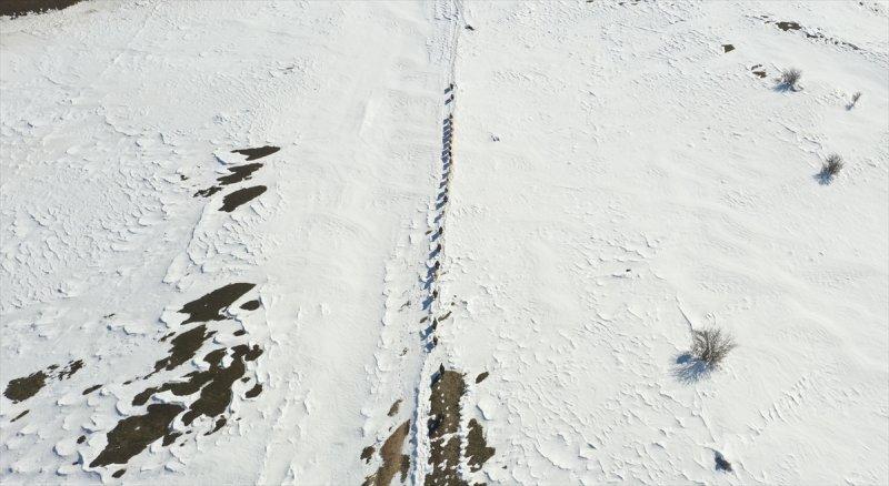 Muş'ta besiciler, yayladaki sürülerini karlı dağları aşarak köylerine ulaştırdı