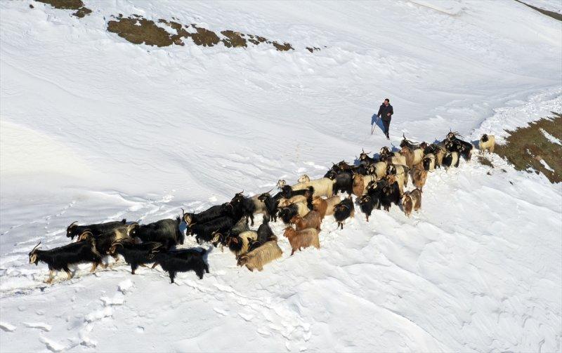 Muş'ta besiciler, yayladaki sürülerini karlı dağları aşarak köylerine ulaştırdı