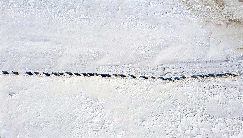 Muş'ta besiciler, yayladaki sürülerini karlı dağları aşarak köylerine ulaştırdı