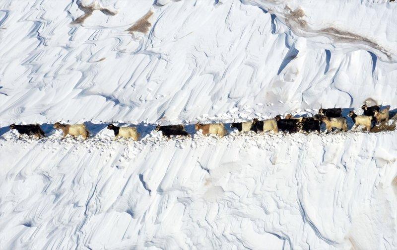 Muş'ta besiciler, yayladaki sürülerini karlı dağları aşarak köylerine ulaştırdı