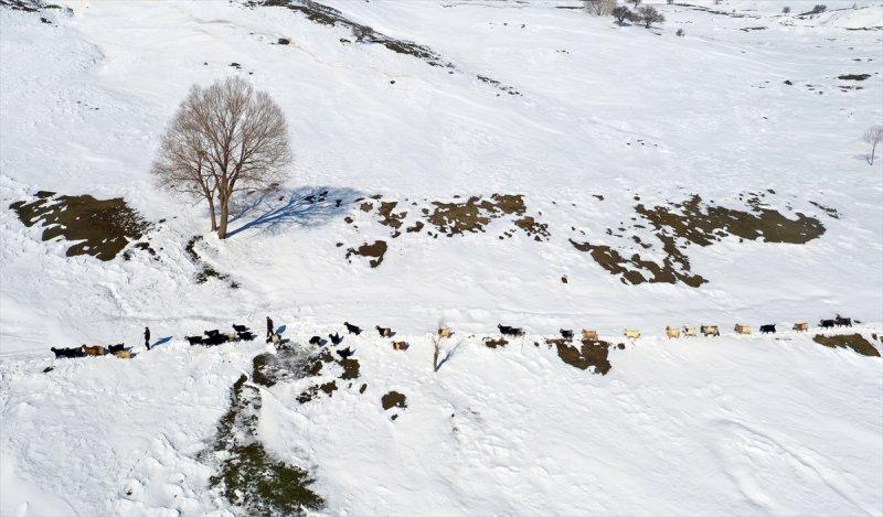 Muş'ta besiciler, yayladaki sürülerini karlı dağları aşarak köylerine ulaştırdı
