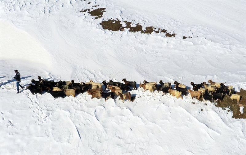 Muş'ta besiciler, yayladaki sürülerini karlı dağları aşarak köylerine ulaştırdı