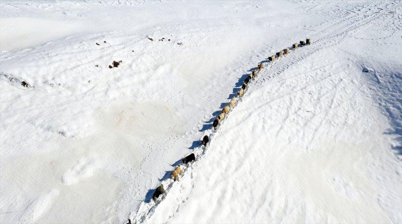 Muş'ta besiciler, yayladaki sürülerini karlı dağları aşarak köylerine ulaştırdı