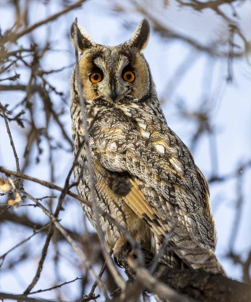 Başkentin kulaklı orman baykuşları