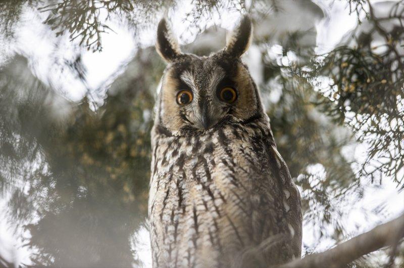 Başkentin kulaklı orman baykuşları