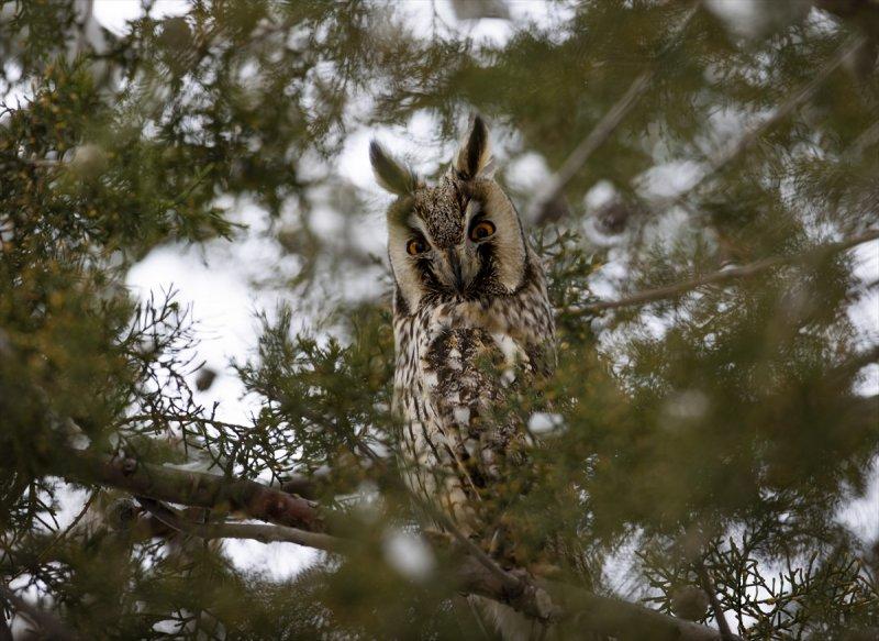 Başkentin kulaklı orman baykuşları