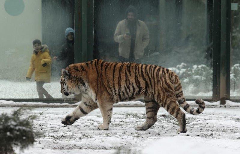 Kar yağışı altında hayvanlar alemi