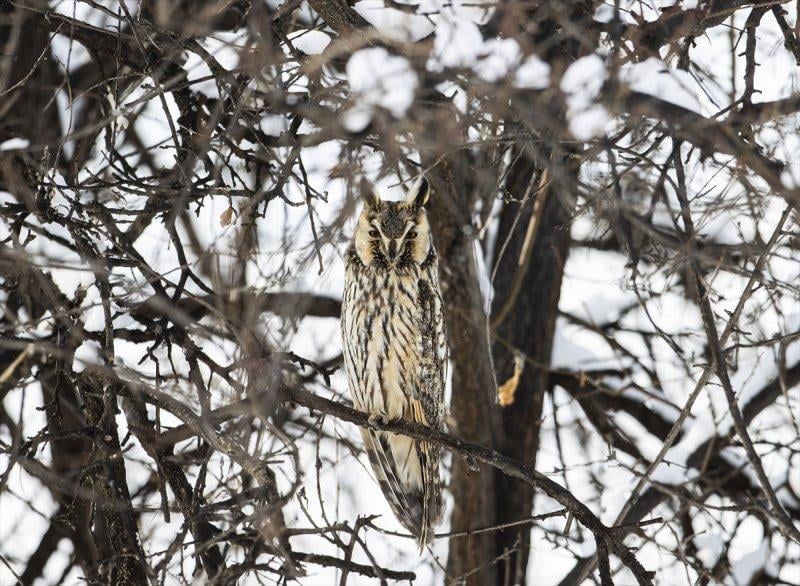 Başkentin kulaklı orman baykuşları