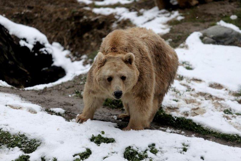 Kar yağışı altında hayvanlar alemi