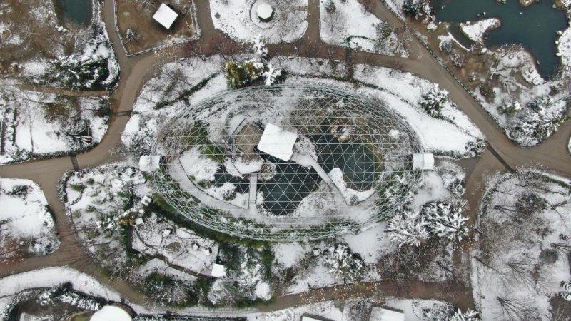 Kar yağışı altında hayvanlar alemi