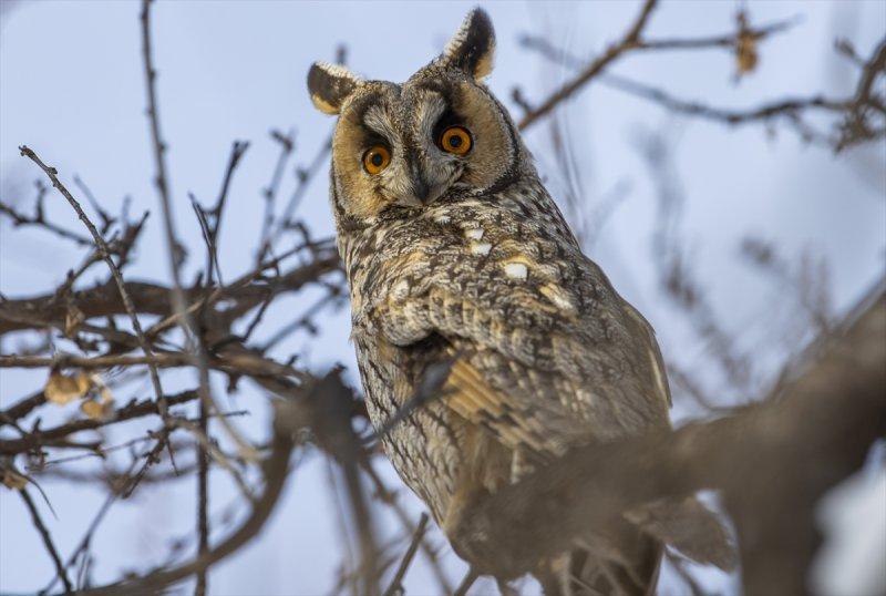 Başkentin kulaklı orman baykuşları